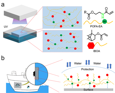 我校邱仁輝教授、劉文地教授團(tuán)隊(duì)在生物基水下膠黏劑研發(fā)取得進(jìn)展
